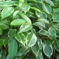 Ficus Tree